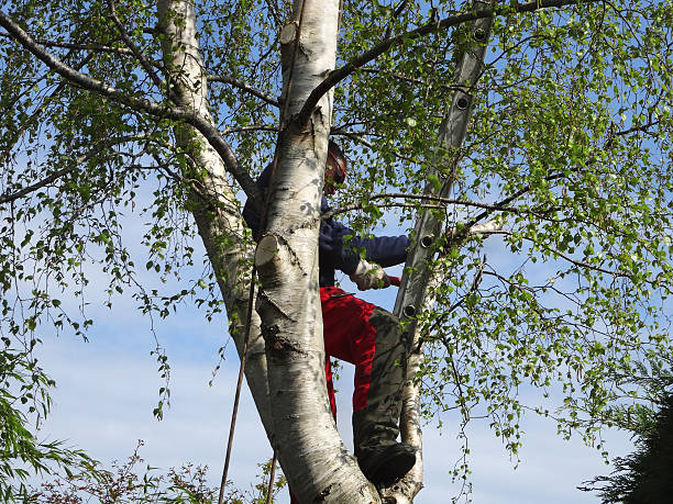 How Our Tree Care Process Works  in  Bel Ridge, MO