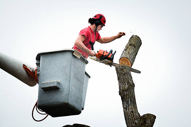 Best Tree Risk Assessment  in Bel Ridge, MO